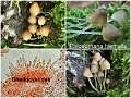 Phloeomana hiemalis-amf2252